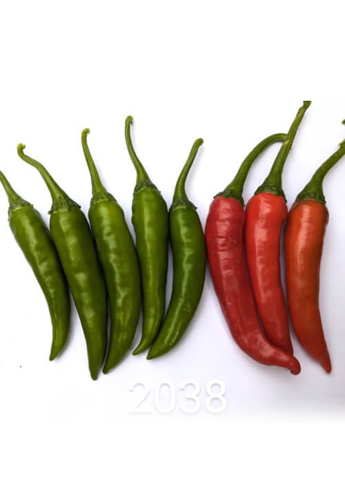 2038