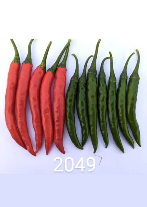 2049