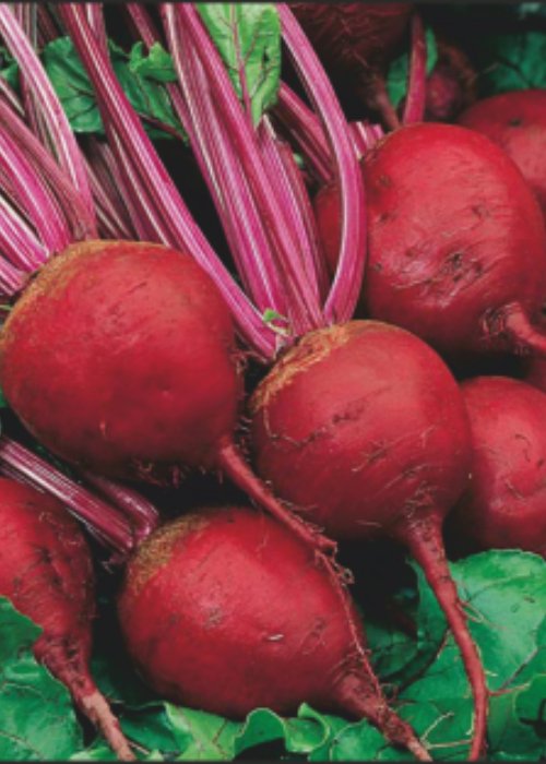 Beet Root Ruby Queen