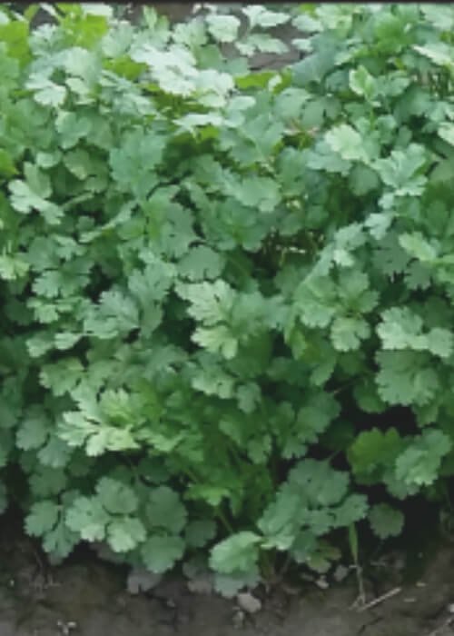 Coriander Heena Bold
