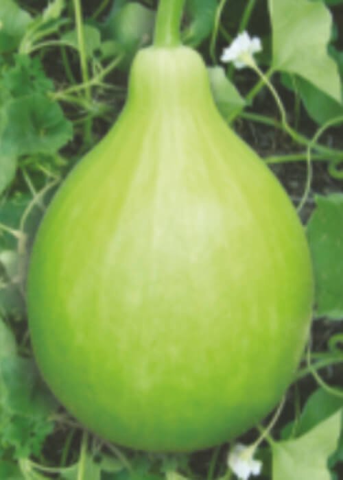 Jumbo
