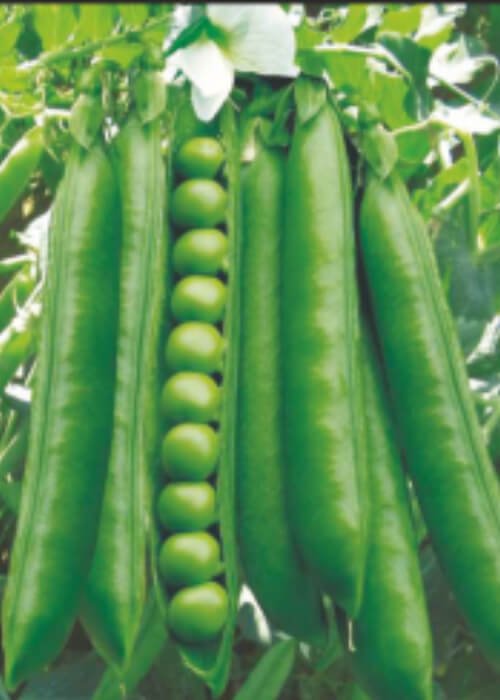 Peas A 10 (improved)