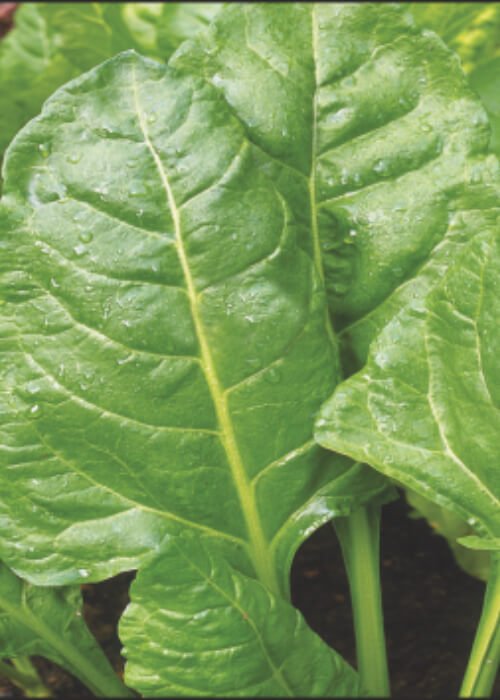 Spinach F1 Swiss Chard