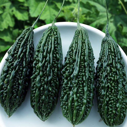 Biiter Gourd F1 Az 7155
