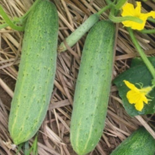 Cucumber Az 7312