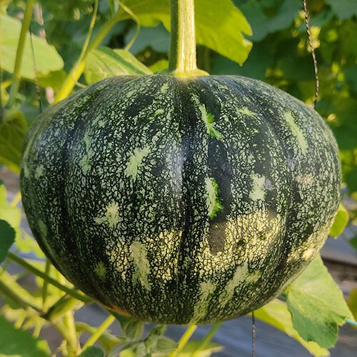 Pumpkin F1 Az 6601