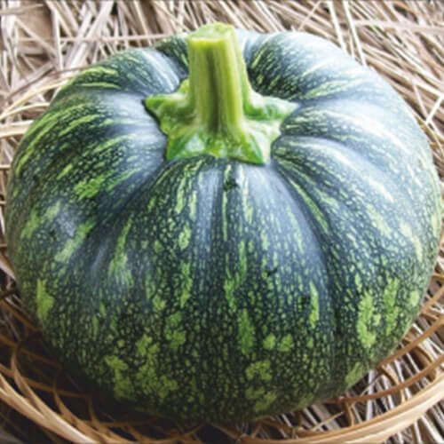 Pumpkin F1 Chottu
