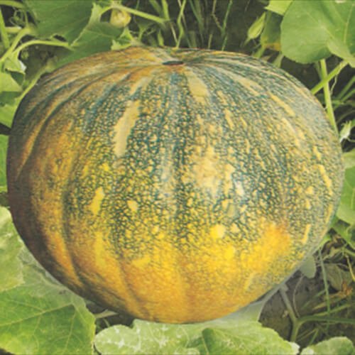 Pumpkin F1 Sitara