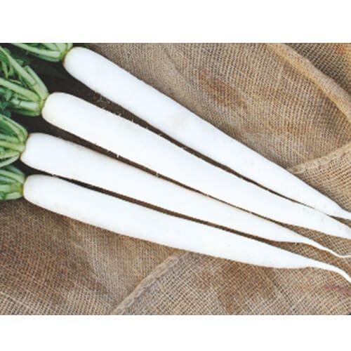 Radish F1 Super White