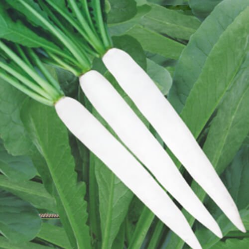 Radish F1 Varsha