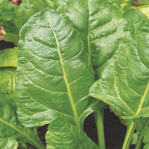 Spinach F1 Swiss Chard