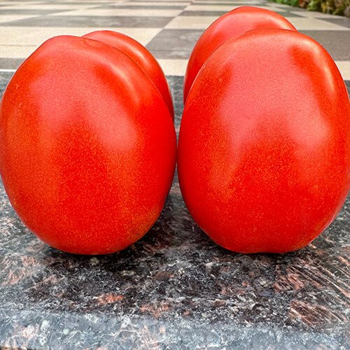 Tomato F1 Agrim (2418)