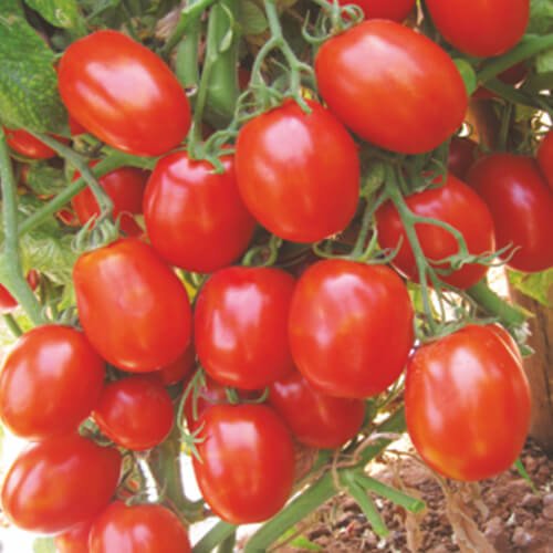 Tomato F1 Royal