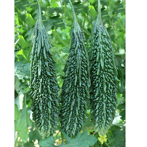 Biiter Gourd F1 Az 7048