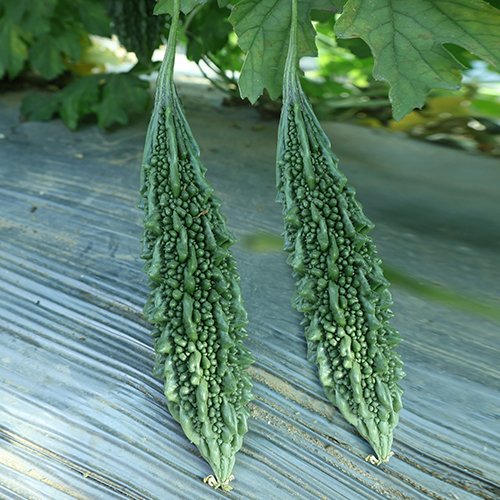 Biiter Gourd F1 Az 7073