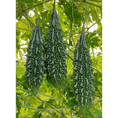 Bitter Gourd F1 Az 37