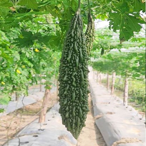 Bitter Gourd F1 Az 7053