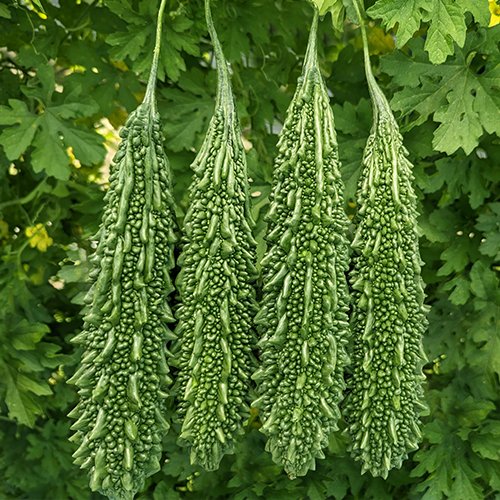 Bitter Gourd F1 Az 7103