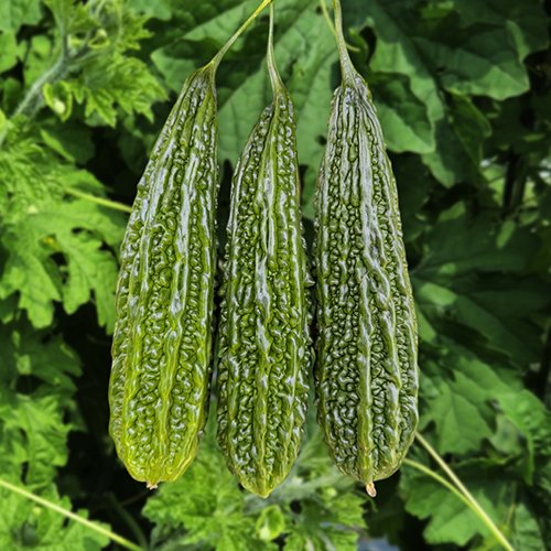 Bitter Gourd F1 Az 7162