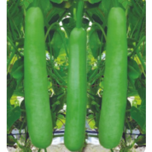 Bottle Gourd F1 Az 702