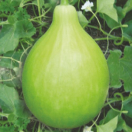 Bottle Gourd F1 Jumbo