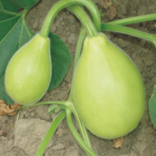 Bottle Gourd F1 Rehman