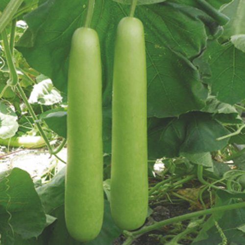 Bottle Gourd F1 Rumman