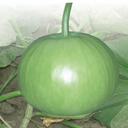 Bottle Gourd F1 S1