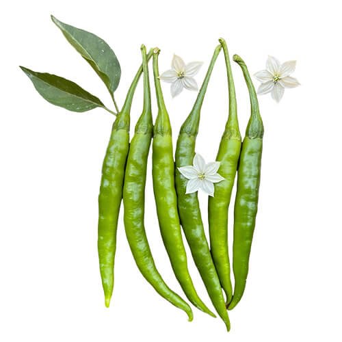 Chilli F1 Az 2033