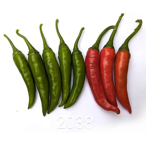 Chilli F1 Az 2038