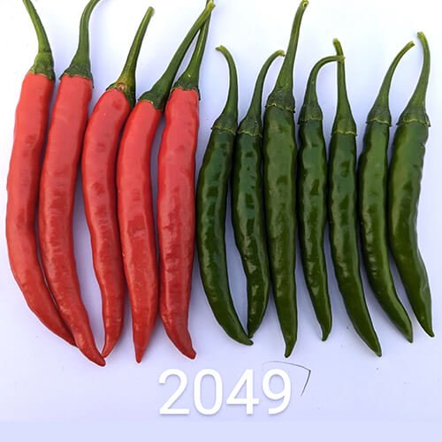Chilli F1 Az 2049