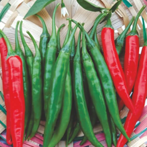 Chilli F1 Ria