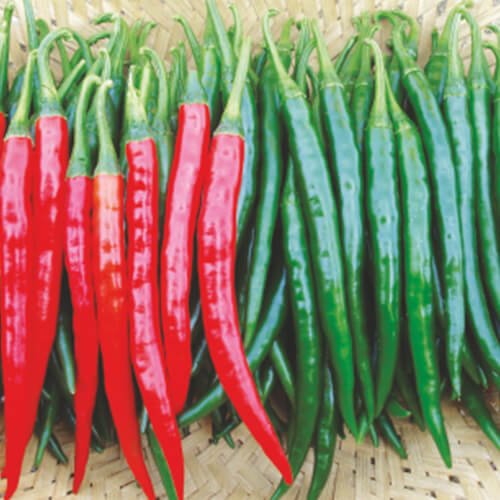 Chilli F1 Yashila