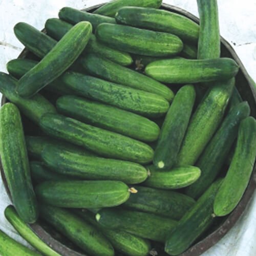 Cucumber F1 Az 303