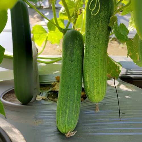 Cucumber F1 Az 5022