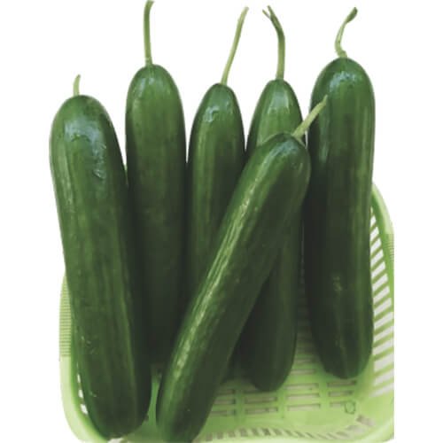 Cucumber F1 Sultan