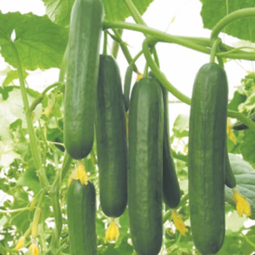 Cucumber F1 Y 295