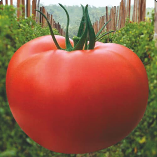 Tomato F1 Pushparaj