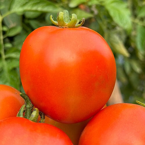 Tomato F1 Vallley King (2747)