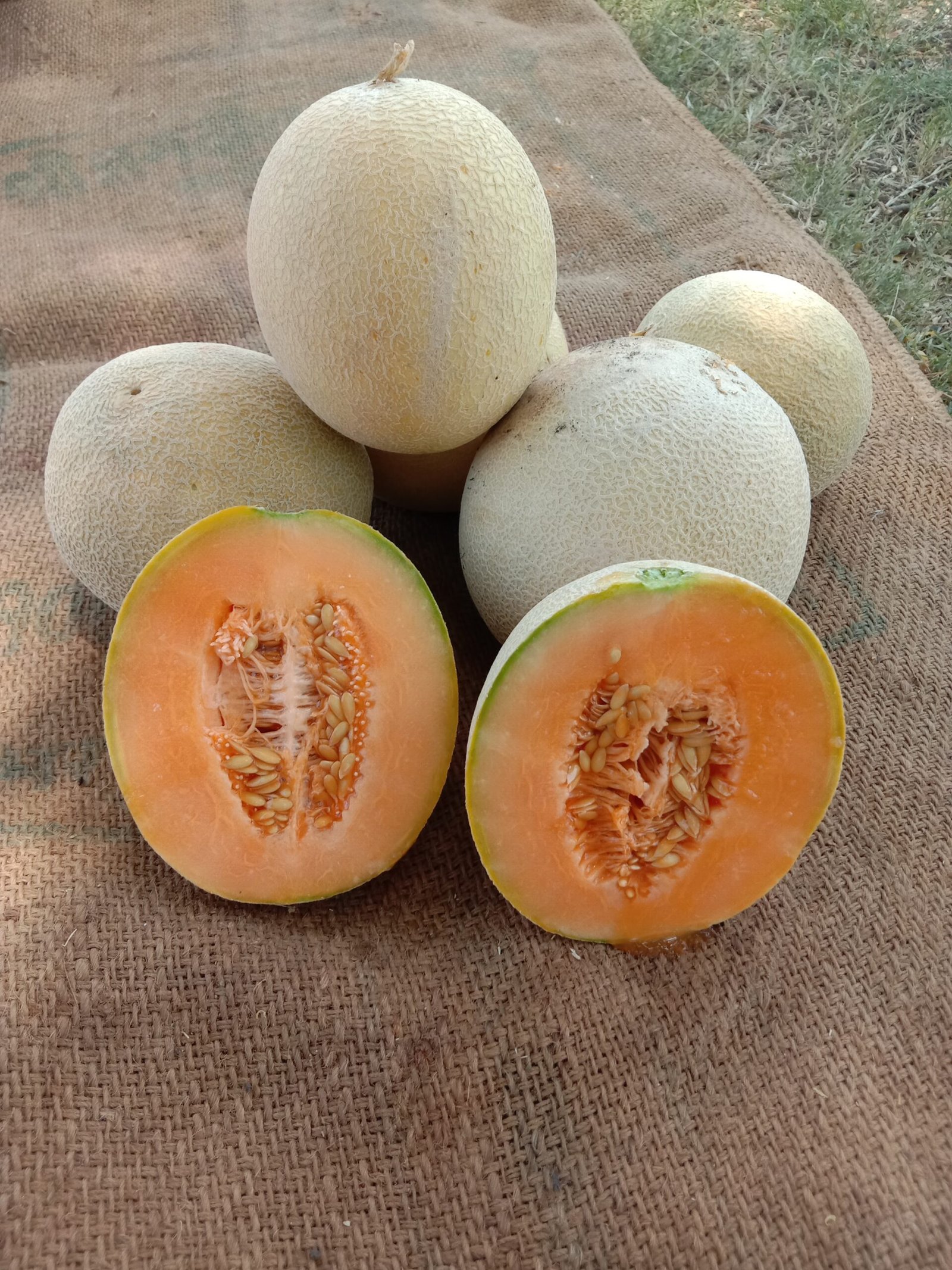 Musk Melon F1 Az 1910