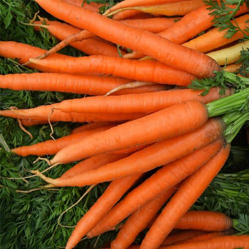 Carrot