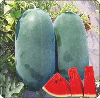 Watermelon F1 Teja-1893