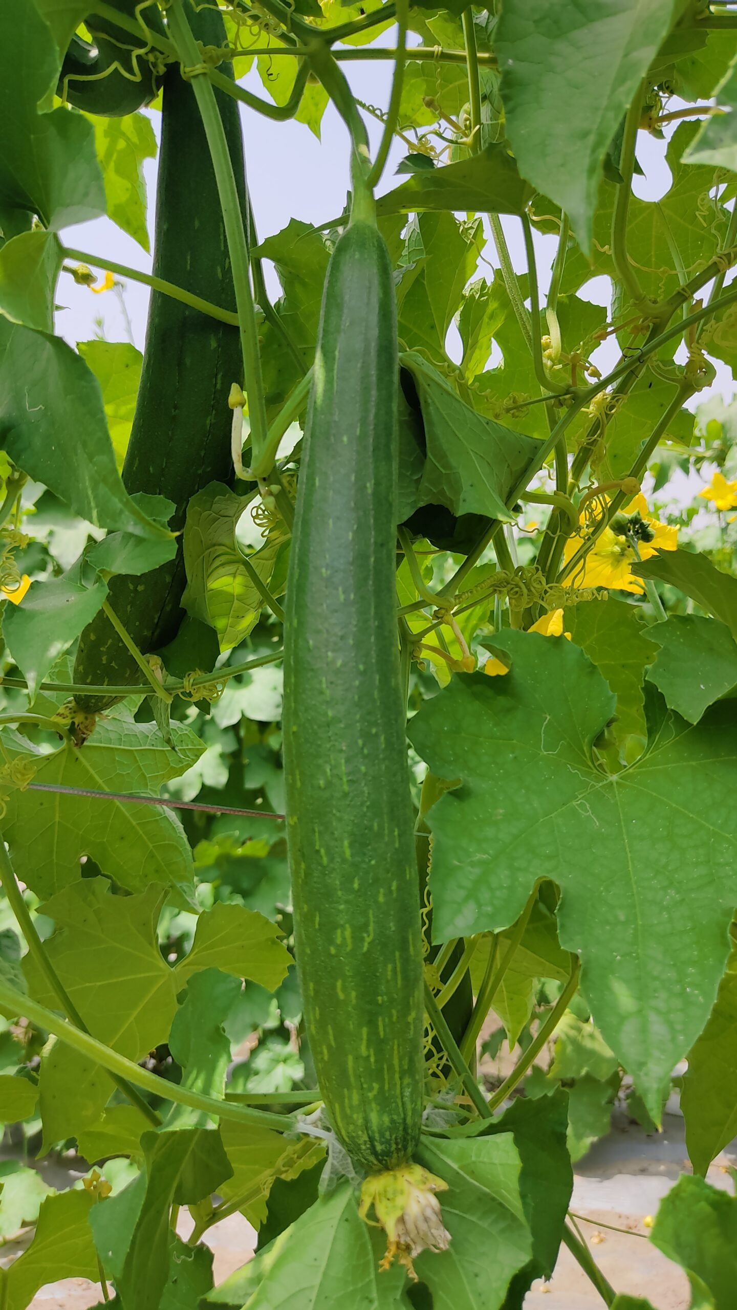 Sponge Gourd F1 Rehana Plus 