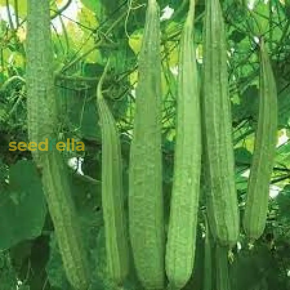 Ridge Gourd F1 Radhika Plus