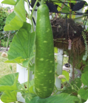 Bottle Gourd F1 Zubair