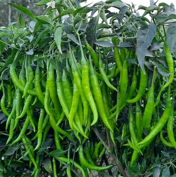 Chilli F1 Aditi-1178