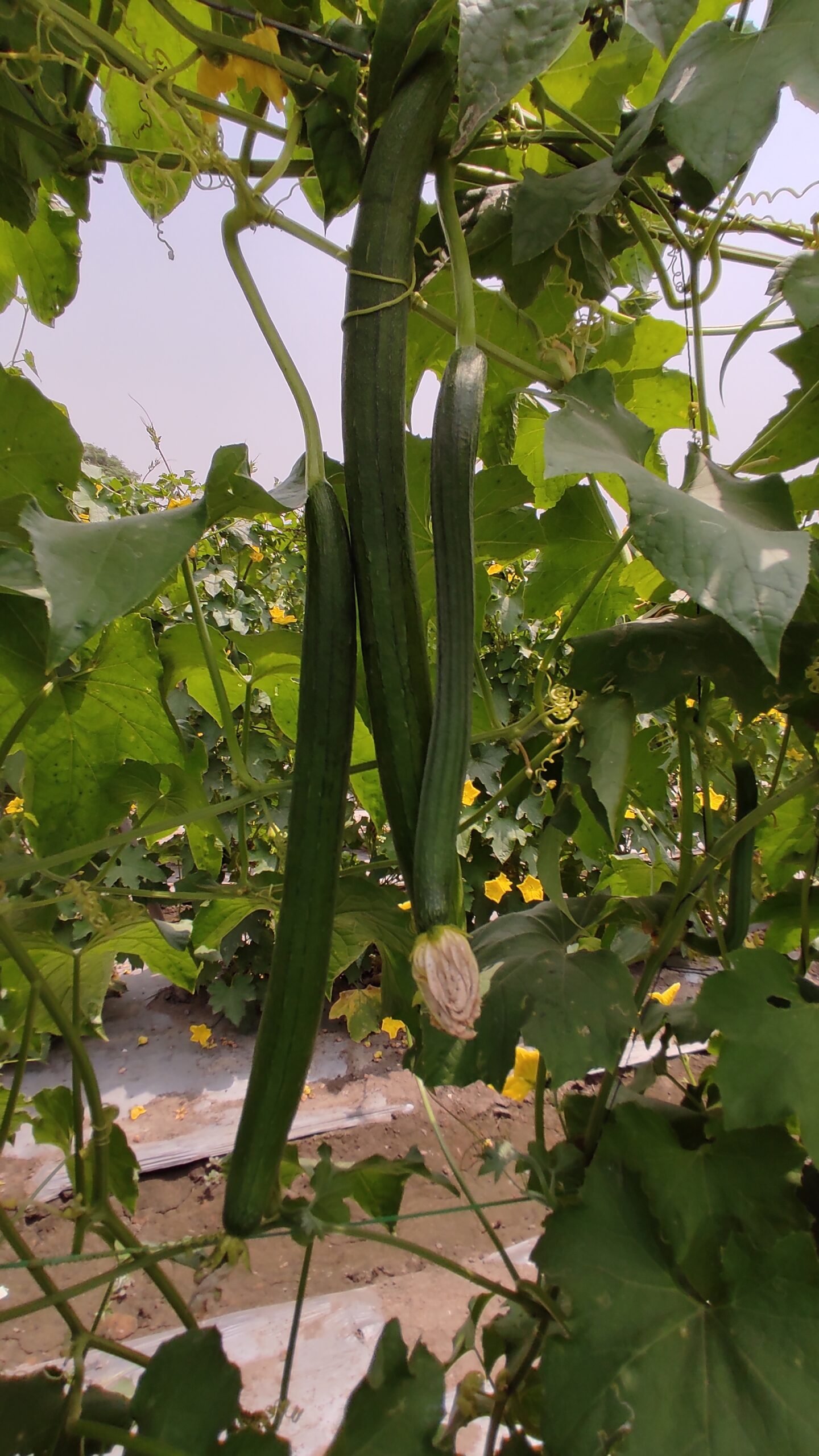 Sponge Gourd F1 AZ-2358 