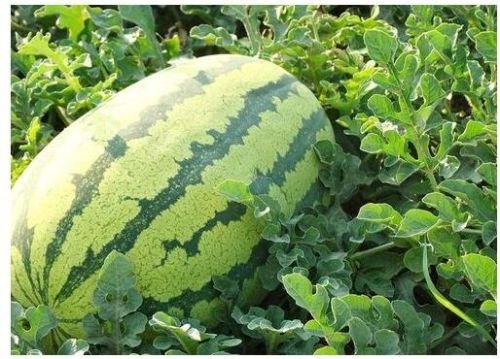Watermelon F1 AZ-902