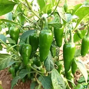 Chilli F1 Wonder Hot