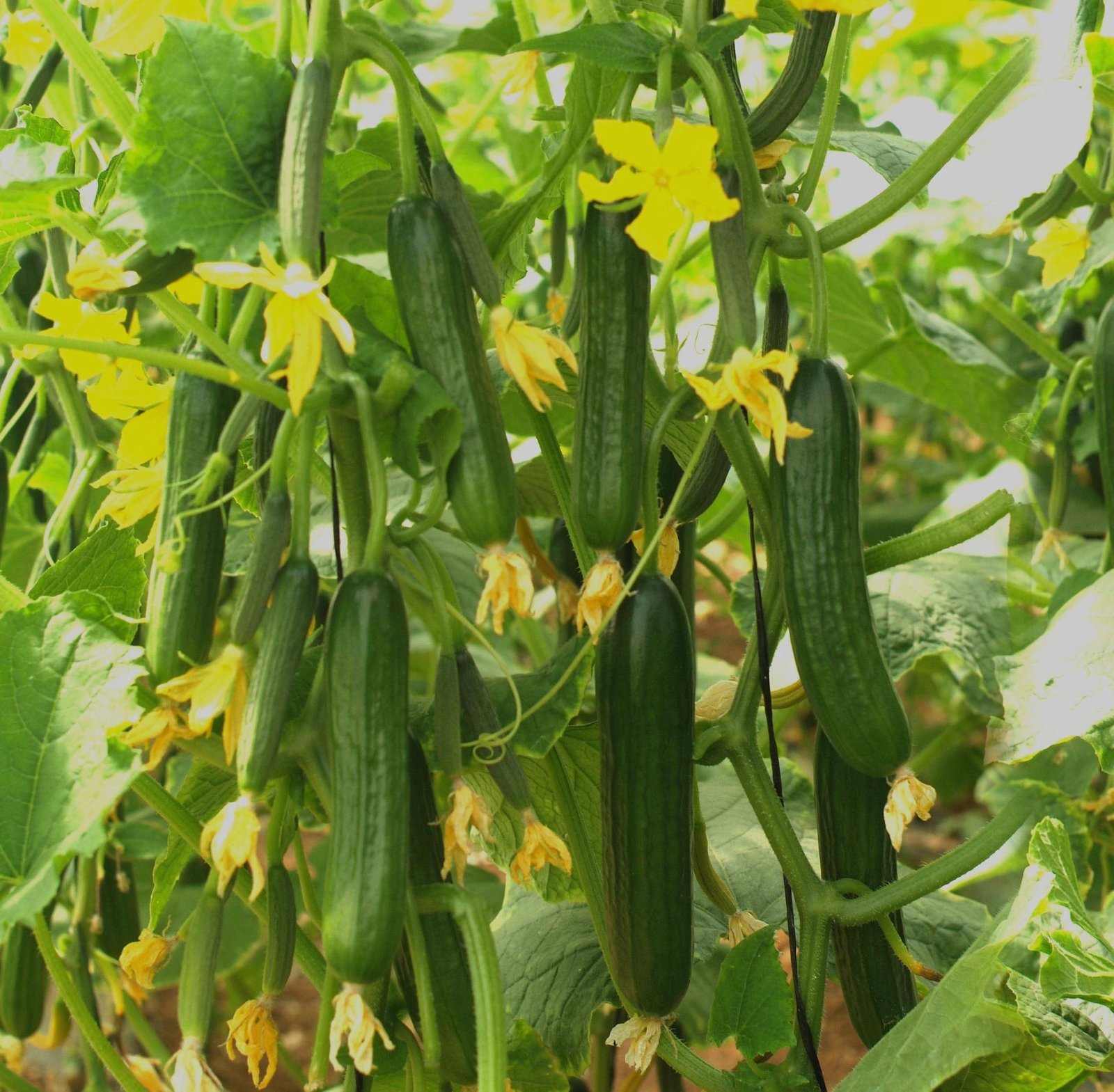 Cucumber F1 Sikander